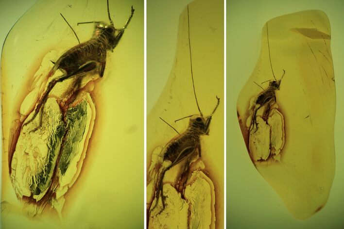 Fossil Bush Cricket (Tettigoniidae) In Baltic Amber #94012